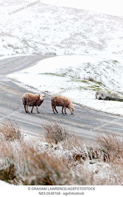 Sheep in a wintry landscape on the Mynydd Epynt moorland, Powys, Wales, UK