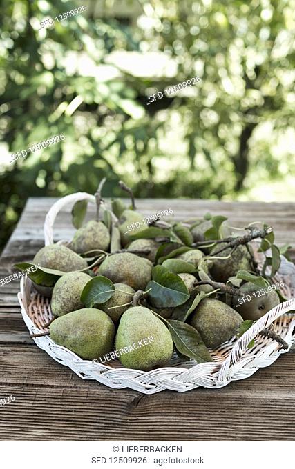 Pears on a wicker tray
