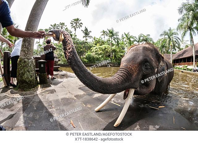 Tourist feeding rescued Sumatran elephant at the Elephant Safari Park at Taro, Bali, Indonesia