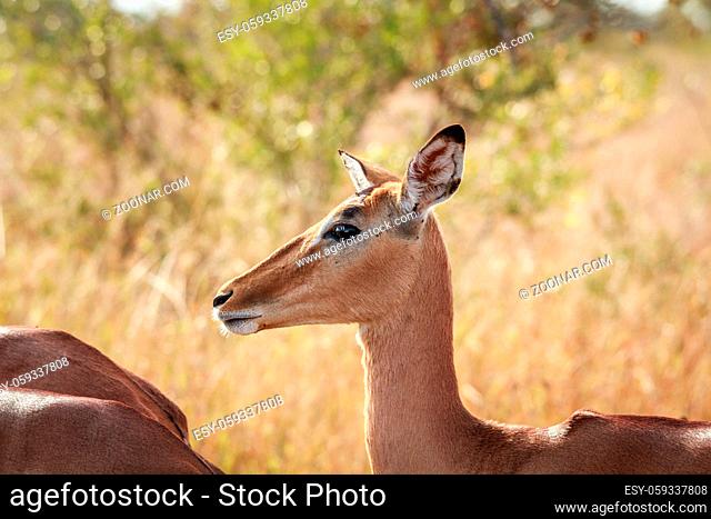 Side profile of a female Impala in the Kruger National Park, South Africa
