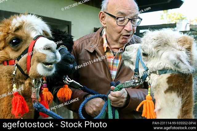 03 November 2023, Saxony, Delitzsch: 82-year-old Bernd Düsel is happily awaited by the three alpacas Nelly, Peaces and Lara Madonna (r-l) for a walk together at...