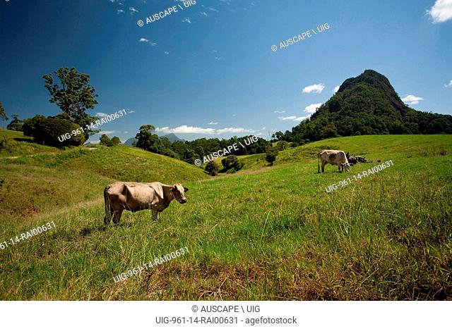 Grazing cows with a volcanic plug beyond in one of the largest calderas in the world with a diameter of more than 40 km. Near Murwillumbah, New South Wales