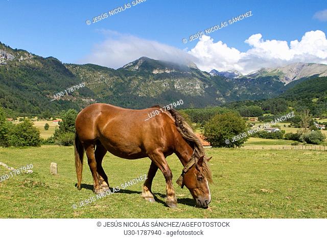 Horse grazing in Rincón de Belagua  Isaba  Ronca Valley  Navarra  Spain  Europe