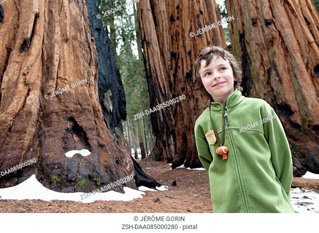 Boy standing in front of giant trees, Sequoia and Kings Canyon National Parks, California, USA