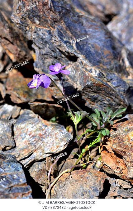 Violeta de Sierra Nevada (Viola crassiuscula) is a perennial herb endemic to Sierra Nevada. Grows above 2200 m altitude. This photo was taken in Sierra Nevada...