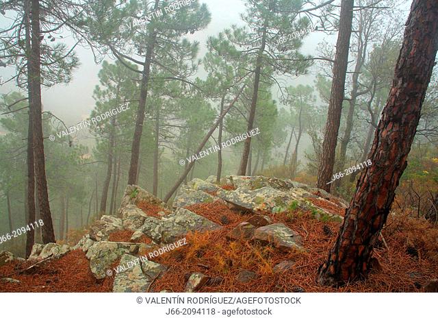 forested landscape with fog in the natural park Calderona. Valencia