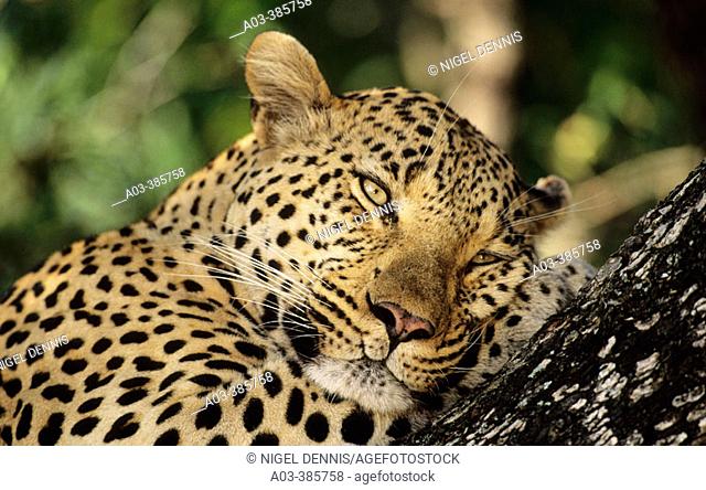 Leopard (Panthera pardus). Sabi Sabi. Greater Kruger National Park, South Africa