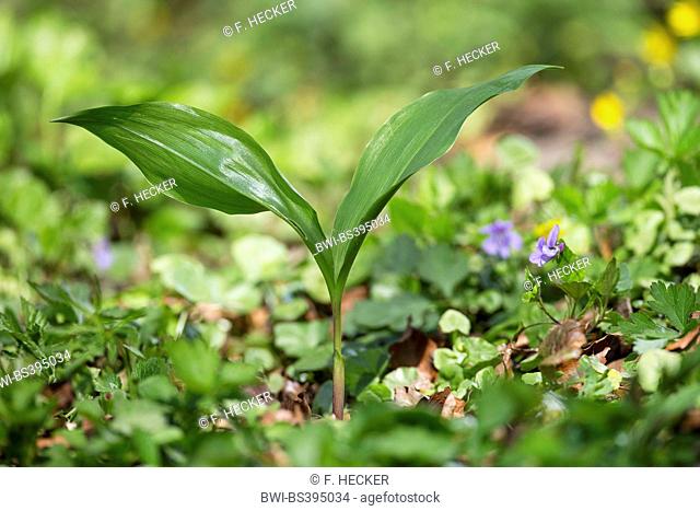 European lily-of-the-valley (Convallaria majalis), leaves before flowering, Germany