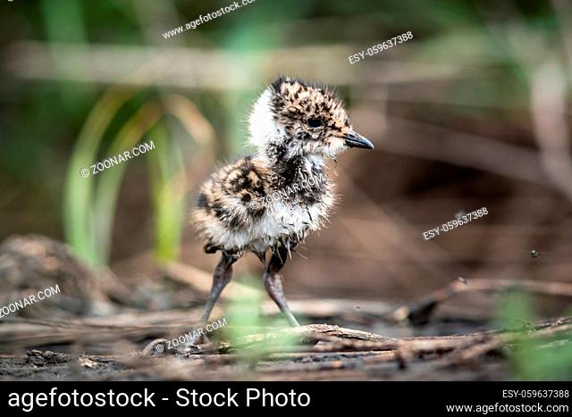 Little lapwing chick hiding in the grass