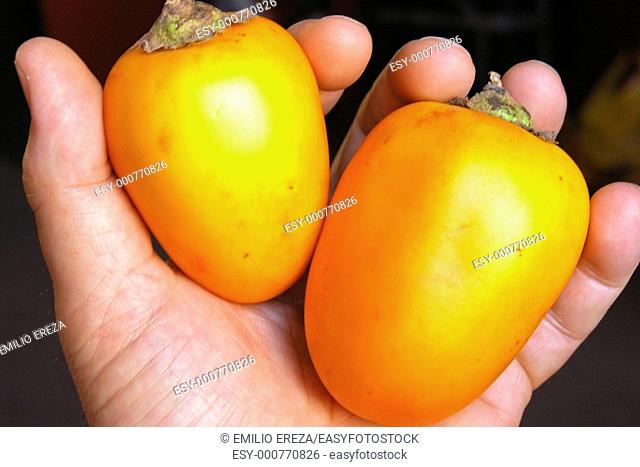 Cocona Solanum sp Tropical fruit for salads