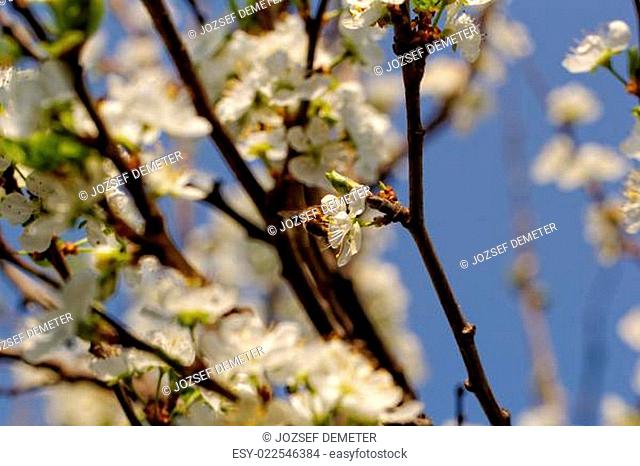 blossom cherry tree with bee