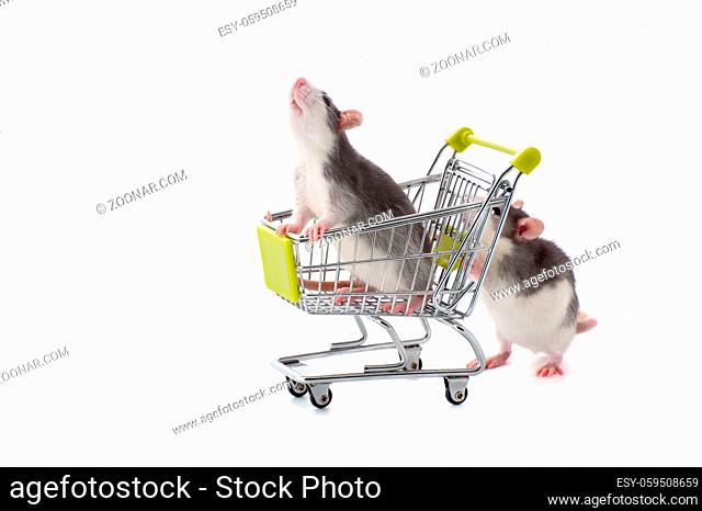 Little rat rolls his kinsman in the purchasing cart