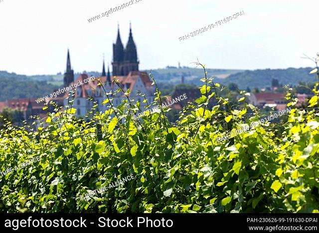 26 June 2023, Saxony, Proschwitz: View of Albrechtsburg Castle and Meissen Cathedral from the vineyards in Proschwitz. This view was voted Saxony's most...