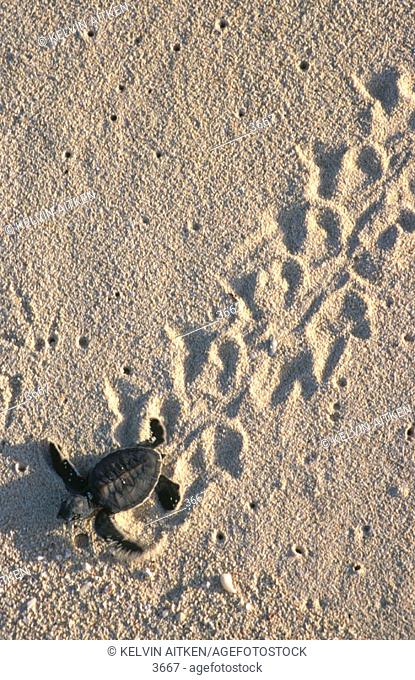 Hatchling Green turtle and tracks in sand