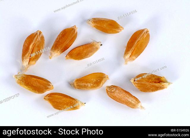 Durum (Triticum durum) 'Muticum', wheat grains