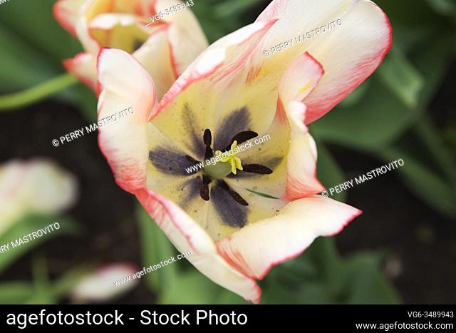Close-up of an opened white and pink Tulipa - Tulip flower showing the stamens and stigmas in spring, Major's Hill Park, Ottawa, Ontario, Canada