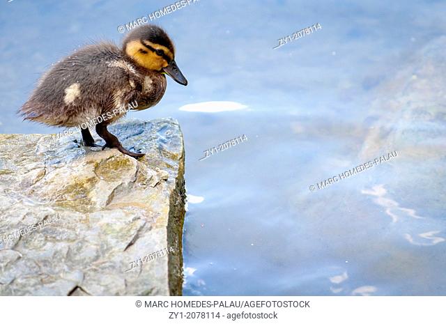 Chick duck, who is afraid to jump Germany