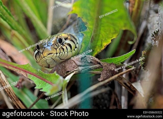 Ringelnatter, Natrix natrix, Ring snake, Water snake, Ringed snake, non-toxic snake