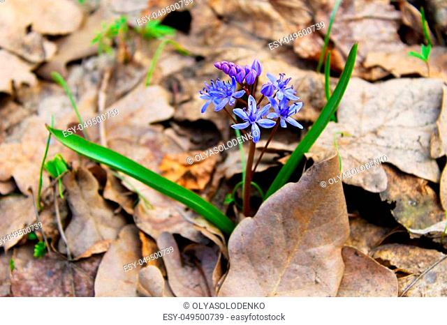 Blue scilla flowers in the forest