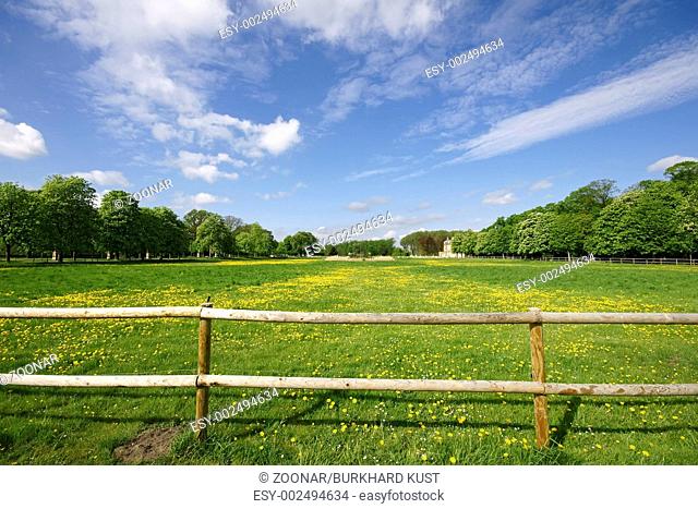Grassland with yellow hawkbit