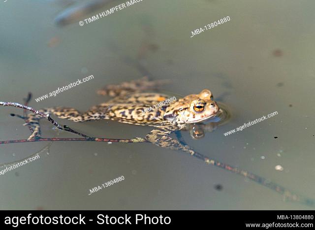 Europe, Germany, Baden-Wuerttemberg, Schönbuch region, common toad in the pond