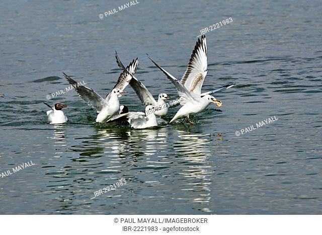 Black-headed gulls (Larus ridibundus) trying to take food from a another gull, Upper Bavaria Germany, Europe