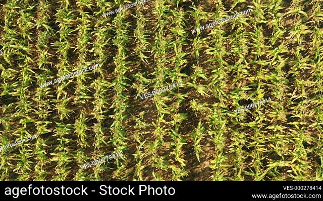 Aerial View Of Corn Maize Field Landscape. Top View Of Plantation. Agricultural Field. Natural Agricultural Backdrop Background 4K. Farmland