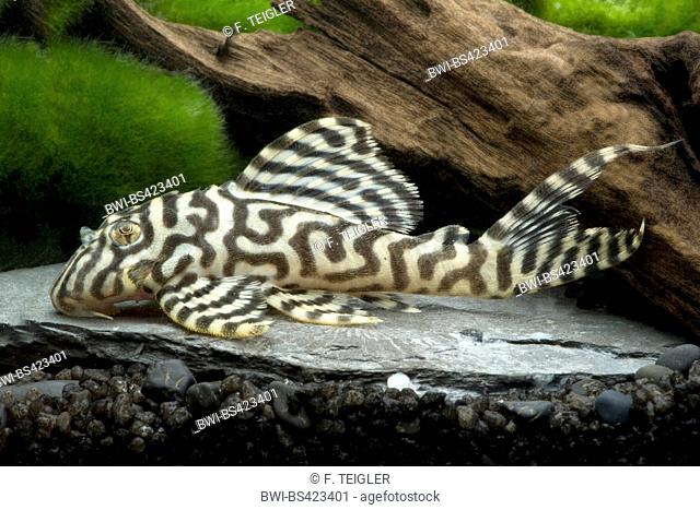 catfish (Hypancistrus spec), in aquarium