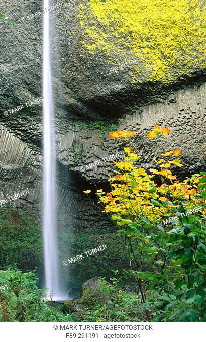 Latourell Falls with Vine Maple. Columbia River Gorge National Scenic Area, Oregon. USA