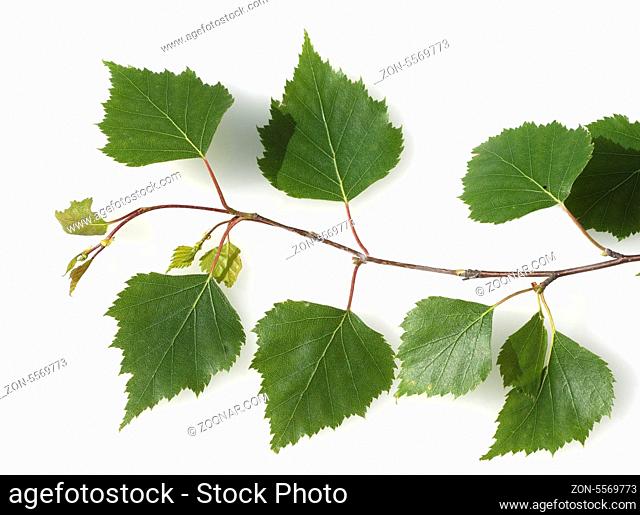 Birkenblaetter vom Birkenbaum, Lateinischer Name betula