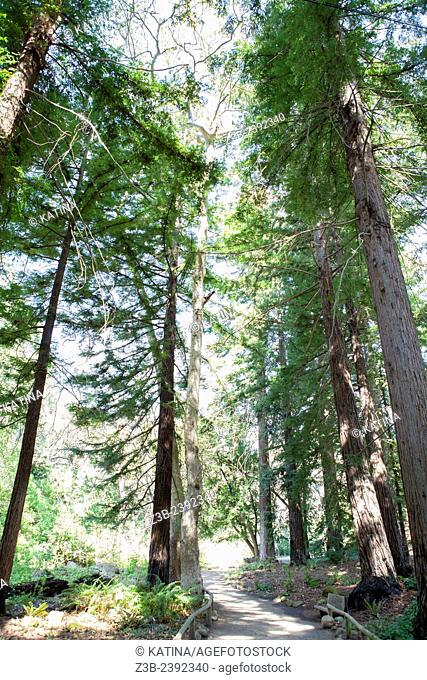 Redwood forest in the Santa Barbara Botanic Garden; Santa Barbara; Santa Barbara County; California; CA; USA