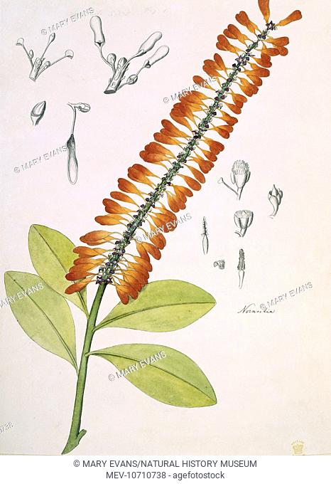 Plate 87 from Original Watercolour Drawings of Plants made in British Guiana by Sir Robert Hermann Schomburgk (Dicotyledons)