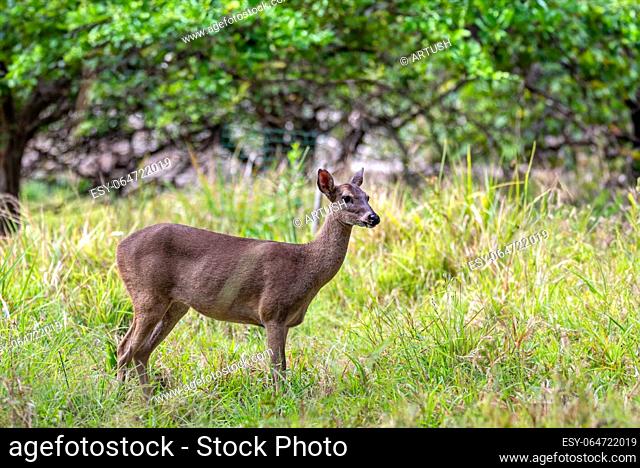 White-tailed deer (Odocoileus virginianus), also known commonly as the whitetail and the Virginia deer. Curu Wildlife Reserve, Costa Rica wildlife
