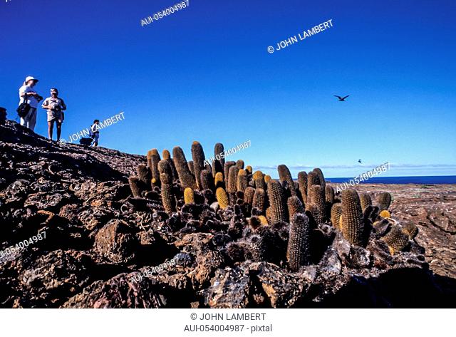 galapagos islands, tourists and banana cactus