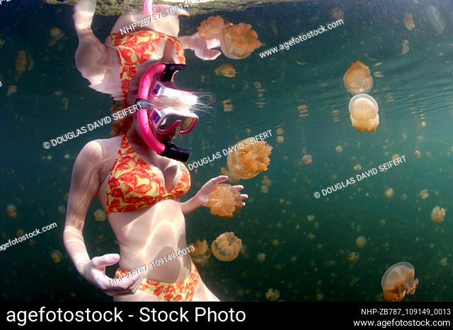 A snorkeler in Jellyfish Lake, Palau, Micronesia encounters Mastigias Jellyfish, said to be ""stingless.""  Date: 05/12/2004  Ref: ZB787-109149-0013  COMPULSORY...