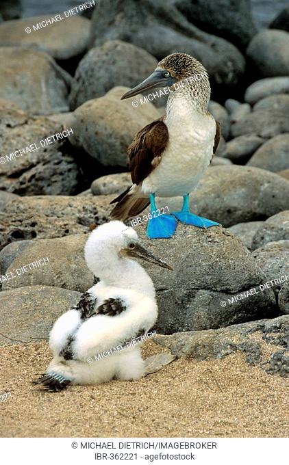 Blue footed booby (Sula nebouxii) adult bird with chick