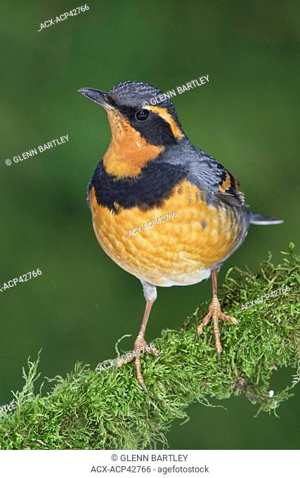 Varied Thrush Ixoreus naevius perched on a branch in Victoria, BC, Canada