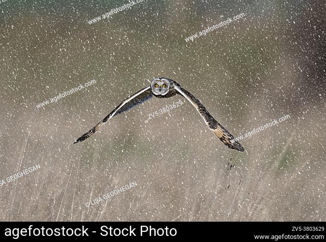 Short-eared Owl-Asio flammeus hunts during snow . Winter