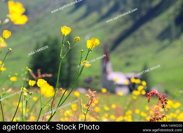 flowering buttercup meadow ranunculus acris in Prettau, Ahrntal, Province of Bolzano, South Tyrol, Italy. in the background the Holy Spirit Chapel near Casern