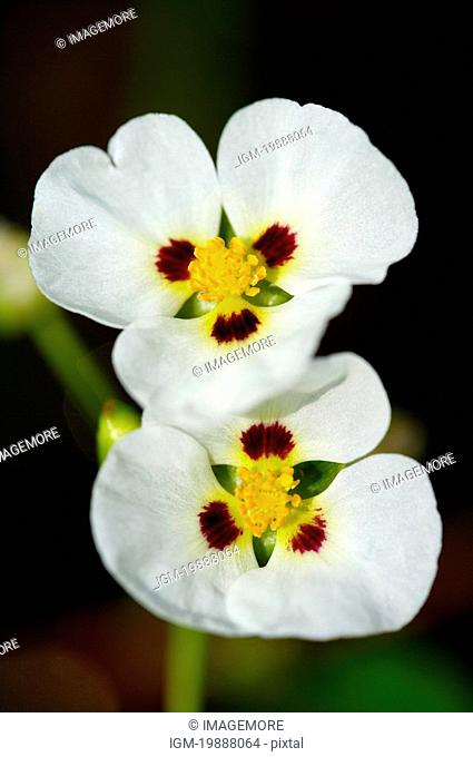Flower, Sagittaria Montevidensis