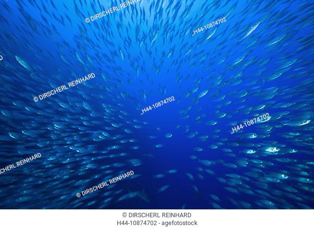 Grosser Schwarm Heringsmakrelen, Decapterus maruadsi, Ulong Channel, Mikronesien, Palau, Shoal of Mackerel Scads, Decapterus maruadsi, Ulong Channel, Micronesia