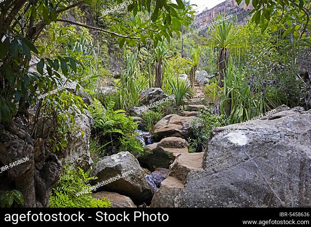 Path along a river through dense vegetation in a gorge in the Isalo National Park near Ranohira, Ihosy, Ihorombe, Madagascar, Southeast Africa, Africa