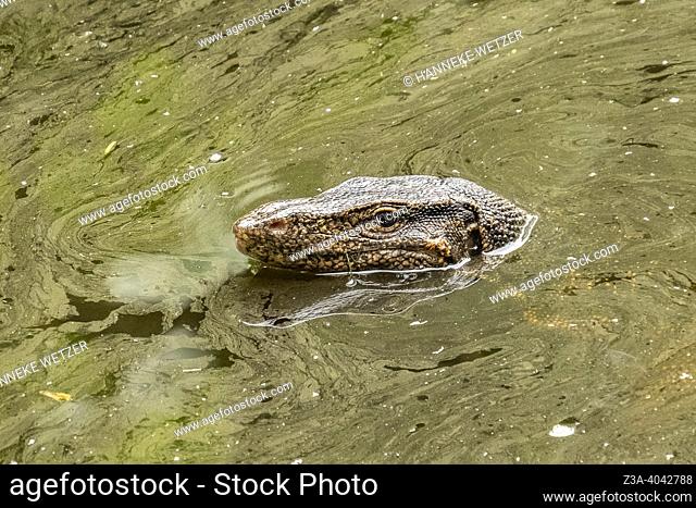 Asian water monitor lizard swimming in a river