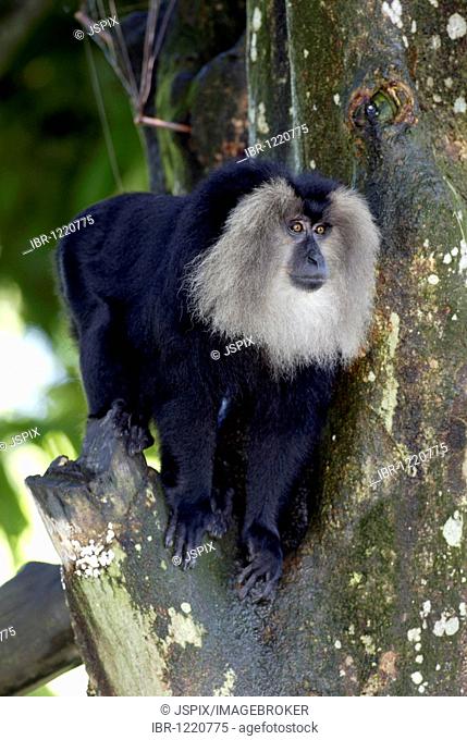 Lion-tailed macaque (Macaca silenus), adult, occurrence in India