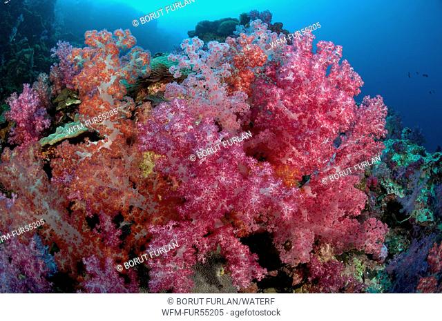 Soft Coral Reef, Dendronephthya sp., Richelieu Rock, Surin Islands, Thailand