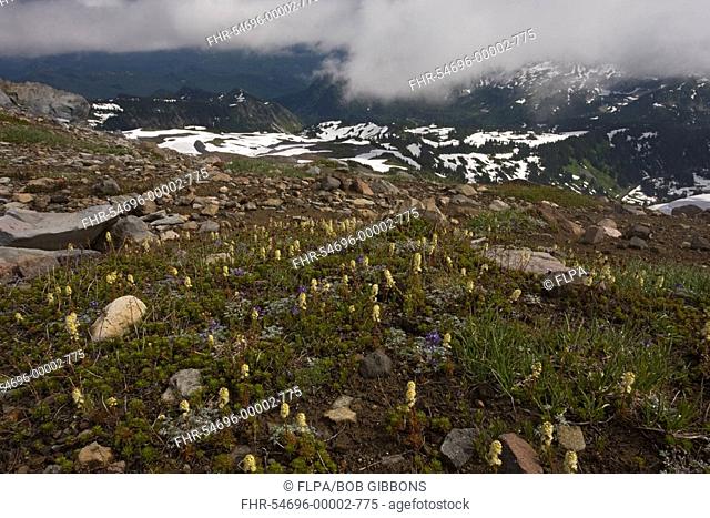 Partridgefoot Luetkea pectinata and Dwarf Lupin Lupinus lepidus flowering in high tundra, Mount Rainier, Cascade Mountains, Washington, U S A