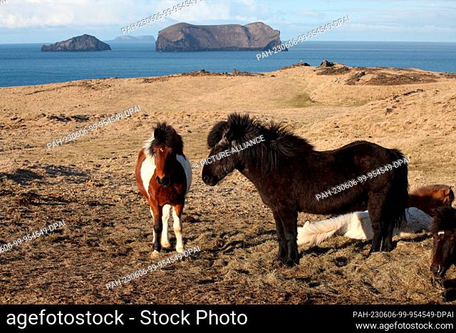 FILED - 14 April 2023, Iceland, Vestmannaeyjar: Icelandic horses stand in a meadow on Heimaey, the main island of Iceland's Westman Islands