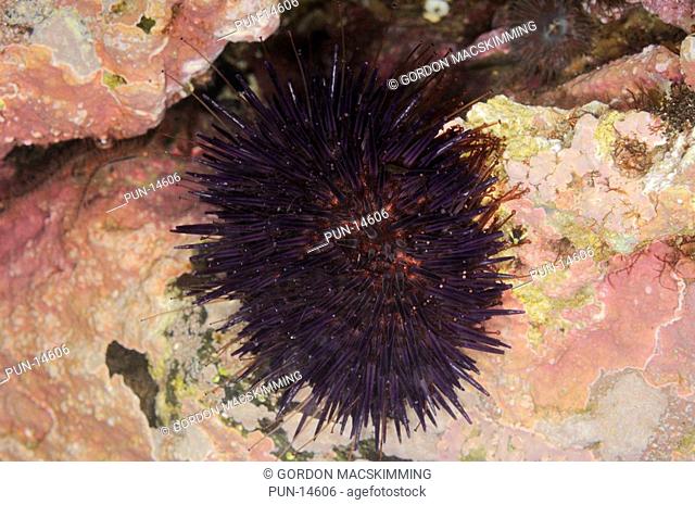 While it can be very common further south in the Mediterranean and adjacent Atlantic, the purple sea urchin Paracentrotus lividus is rarely encountered on the...