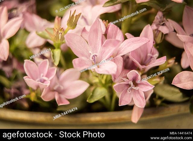 Spring flowers, piardino cushion bell flower, pink flowers, close up