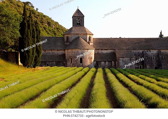 France, Provence Alpes Cote d'Azur, department of Vaucluse (84), Gordes (Most beautiful villages of France), Senanque abbey